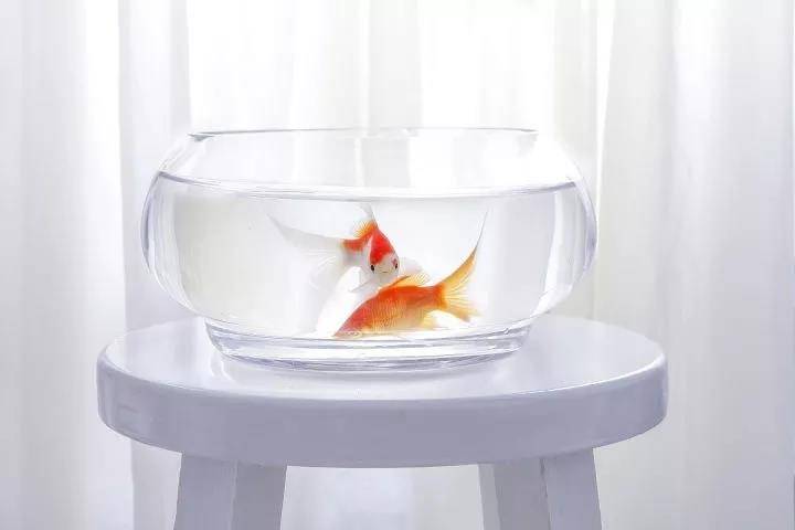 养鱼