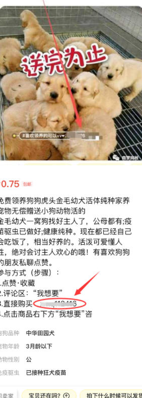 网络营销项目